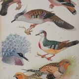 Louis DELAPCHIER: Doves, Sandgrouse and Turtle Dove, original signed watercolor
