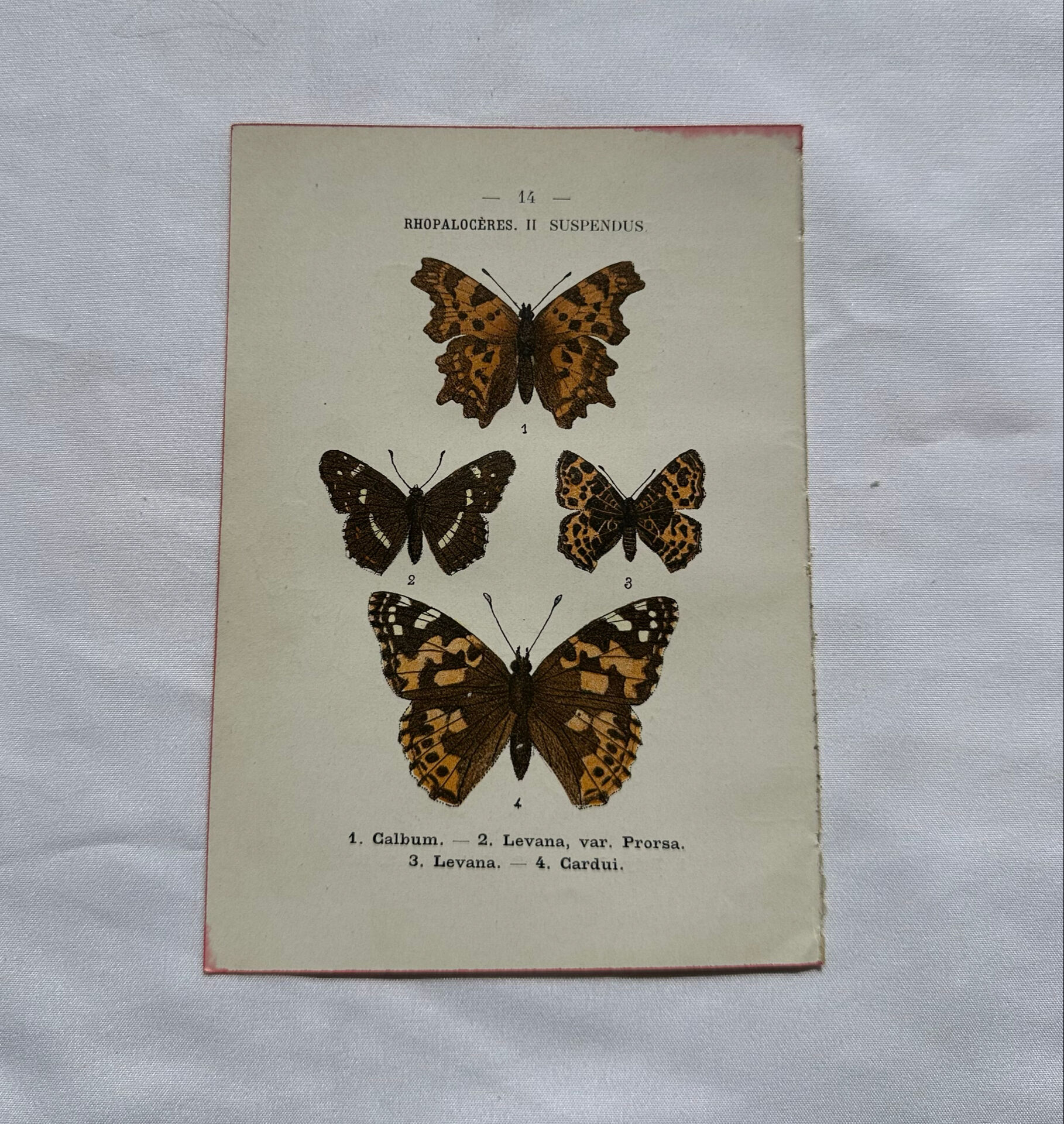 Botanical engraving double-sided butterflies naturalist plate etching