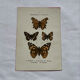 Botanical engraving double-sided butterflies naturalist plate etching