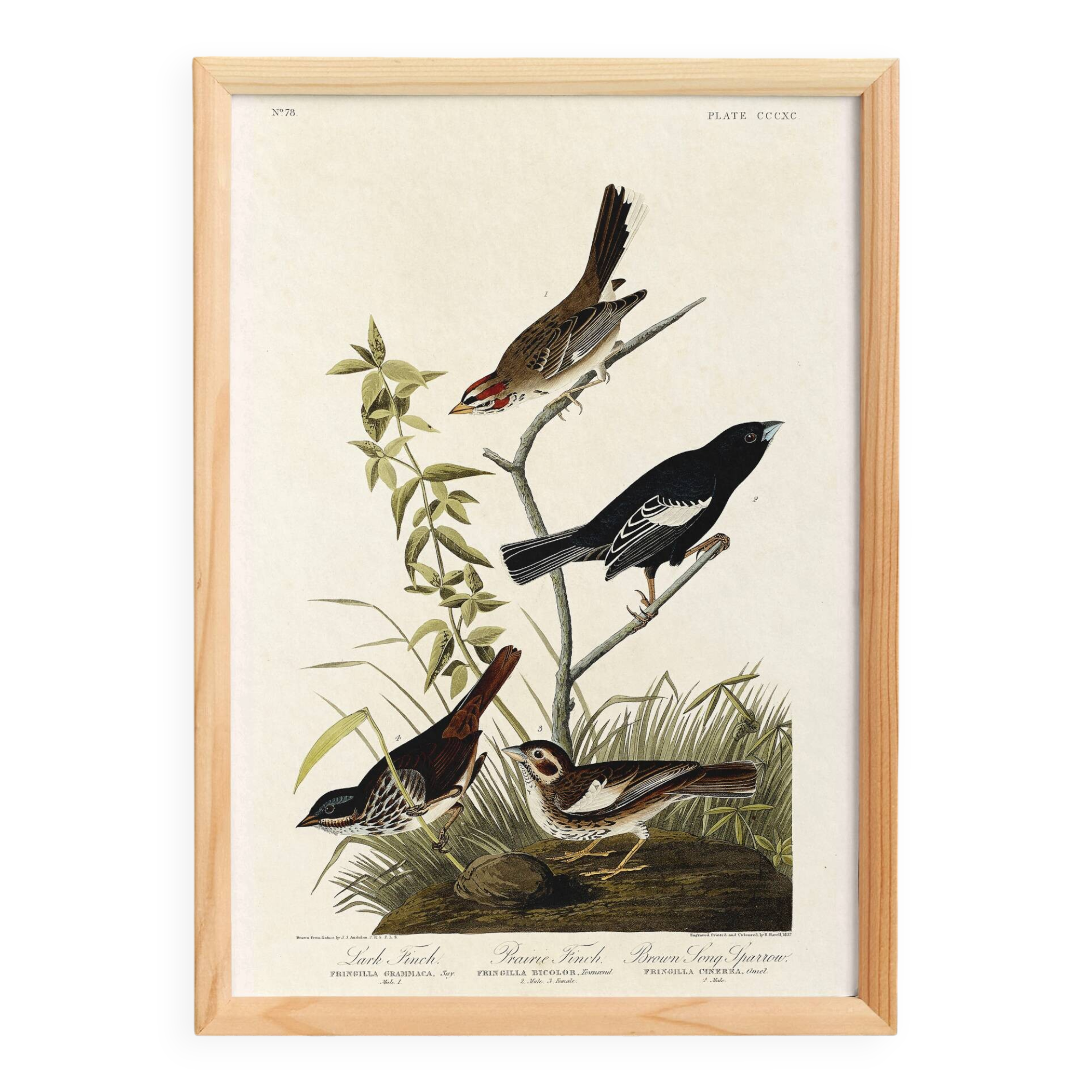 Poster about finches, based on an old engraving from 1827.