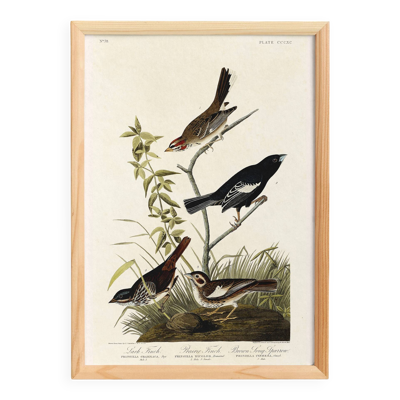 Affiche sur les pinsons, d’après une gravure ancienne de 1827.