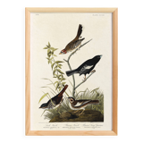 Poster about finches, based on an old engraving from 1827.