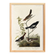 Poster about finches, based on an old engraving from 1827.