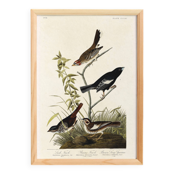 Affiche sur les pinsons, d’après une gravure ancienne de 1827.