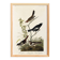Poster about finches, based on an old engraving from 1827.