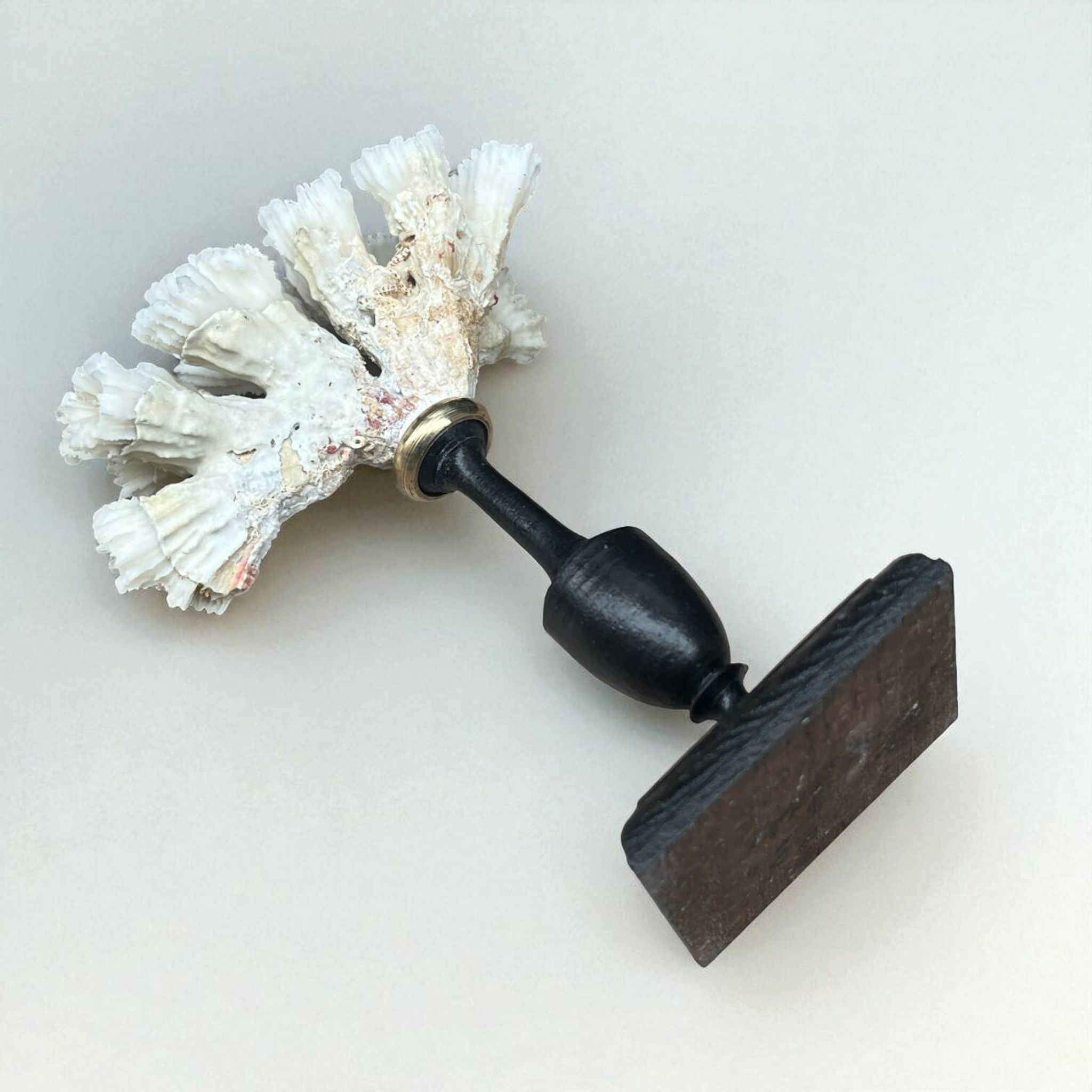 Antique natural white coral on turned wooden base - cabinet of curiosities