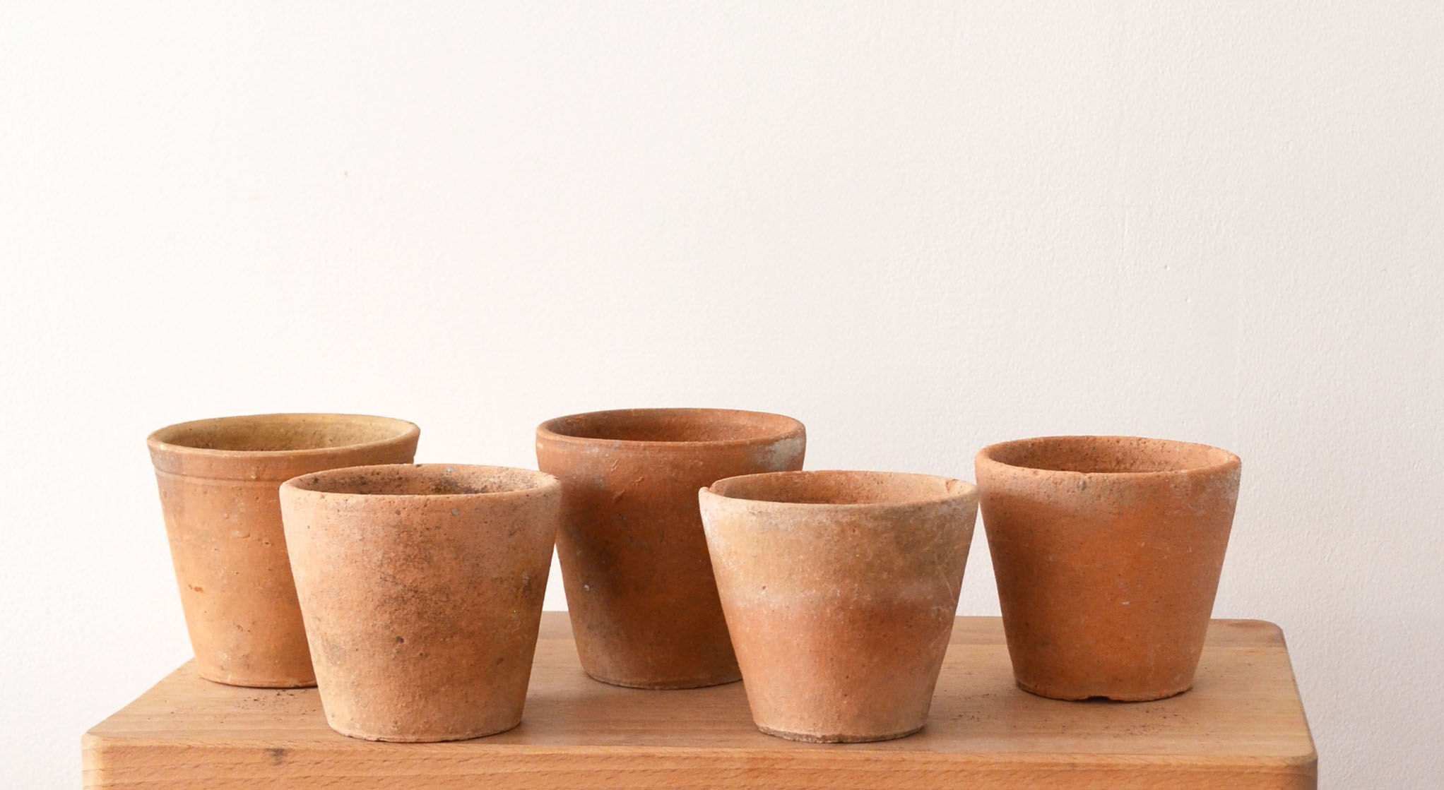 5 pots with old seedlings 7/8 cm