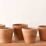 5 pots with old seedlings 7/8 cm