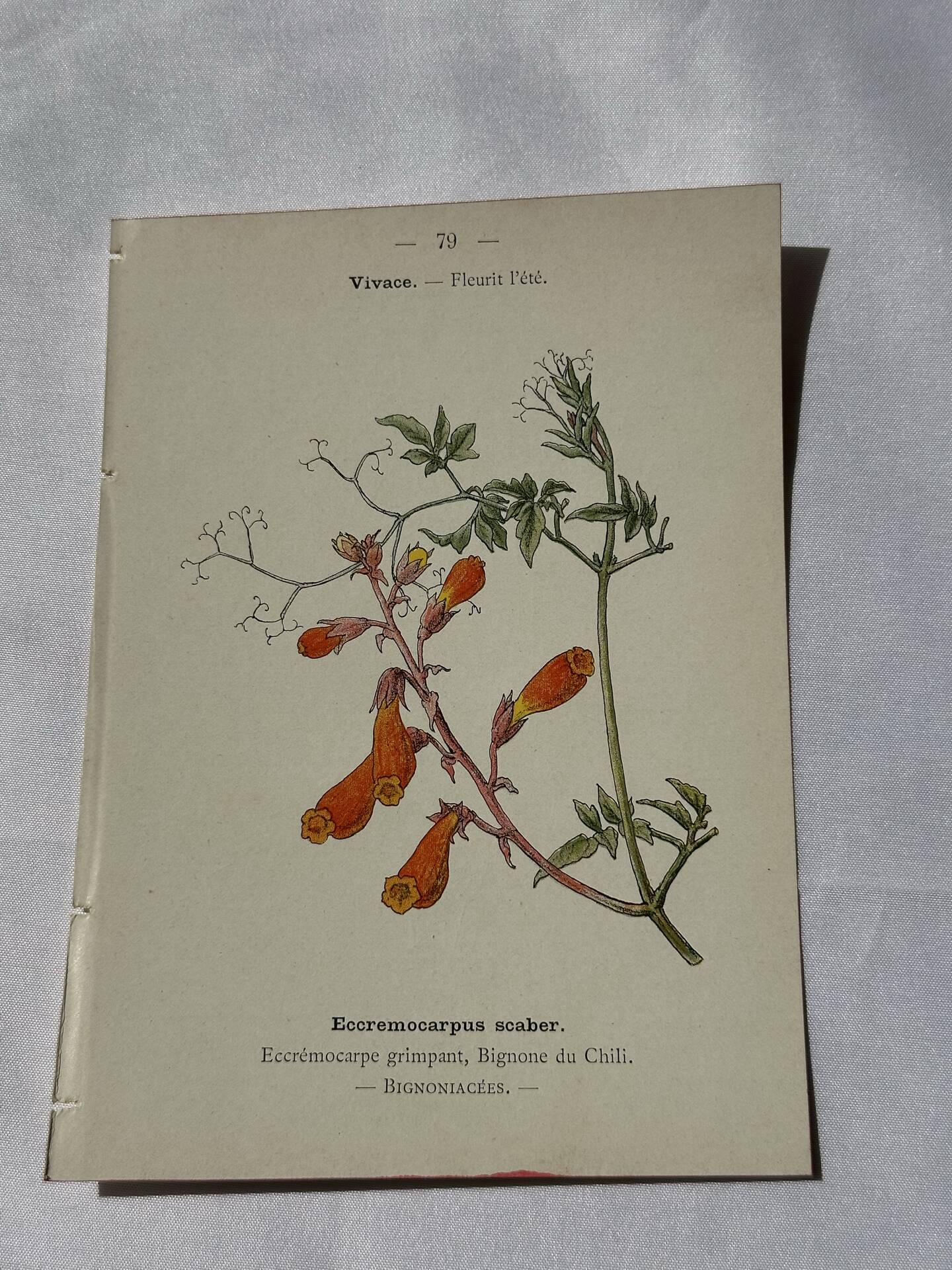 🌿 Botanical Plate Old Naturalist Engraving 19th Century Double-Sided