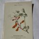 🌿 Botanical Plate Old Naturalist Engraving 19th Century Double-Sided