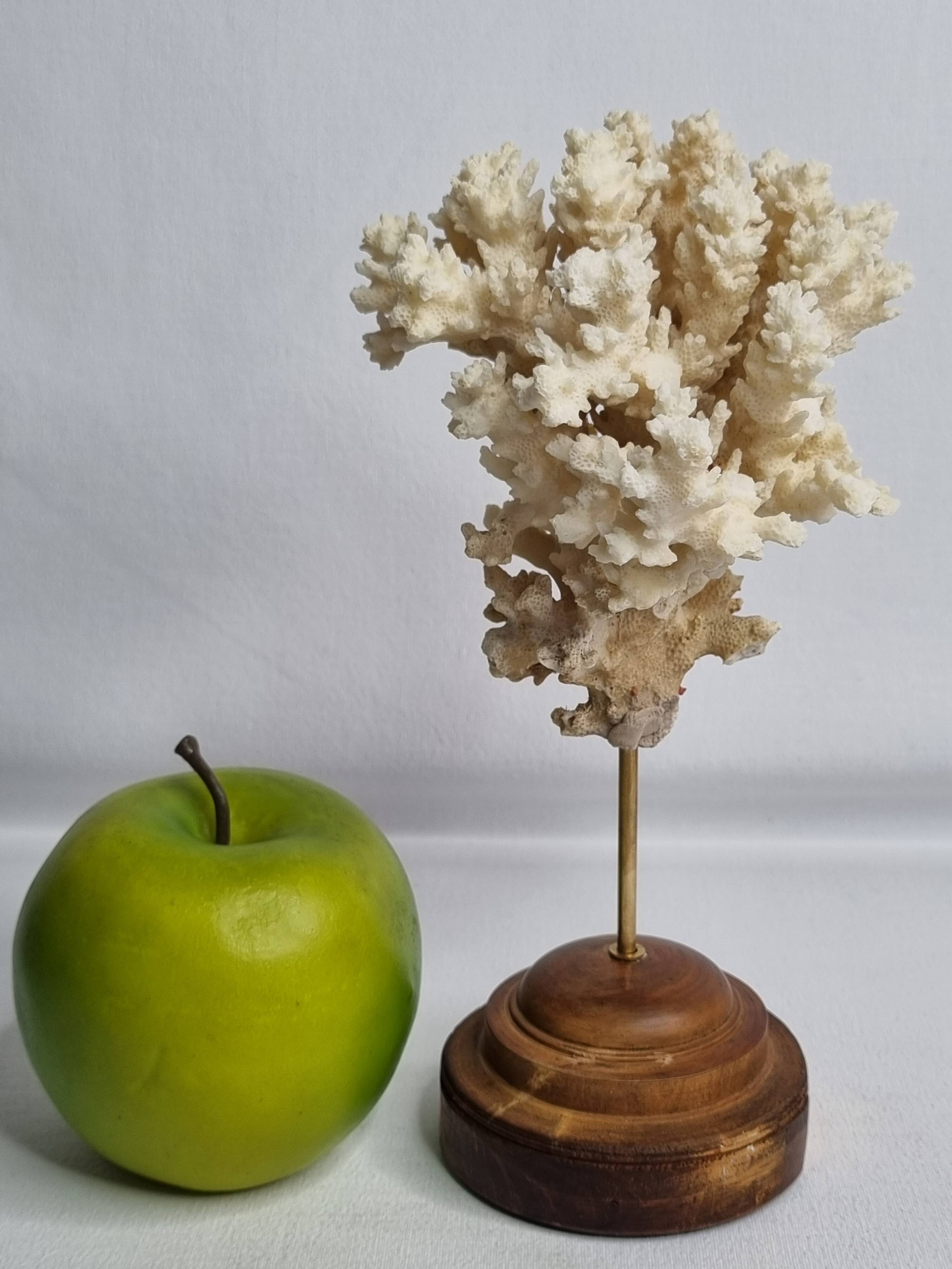 Antique ornamental coral Acropora on solid wood base, 21 cm