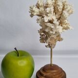 Ancien corail ornemental Acropora sur socle en bois massif, 21 cm