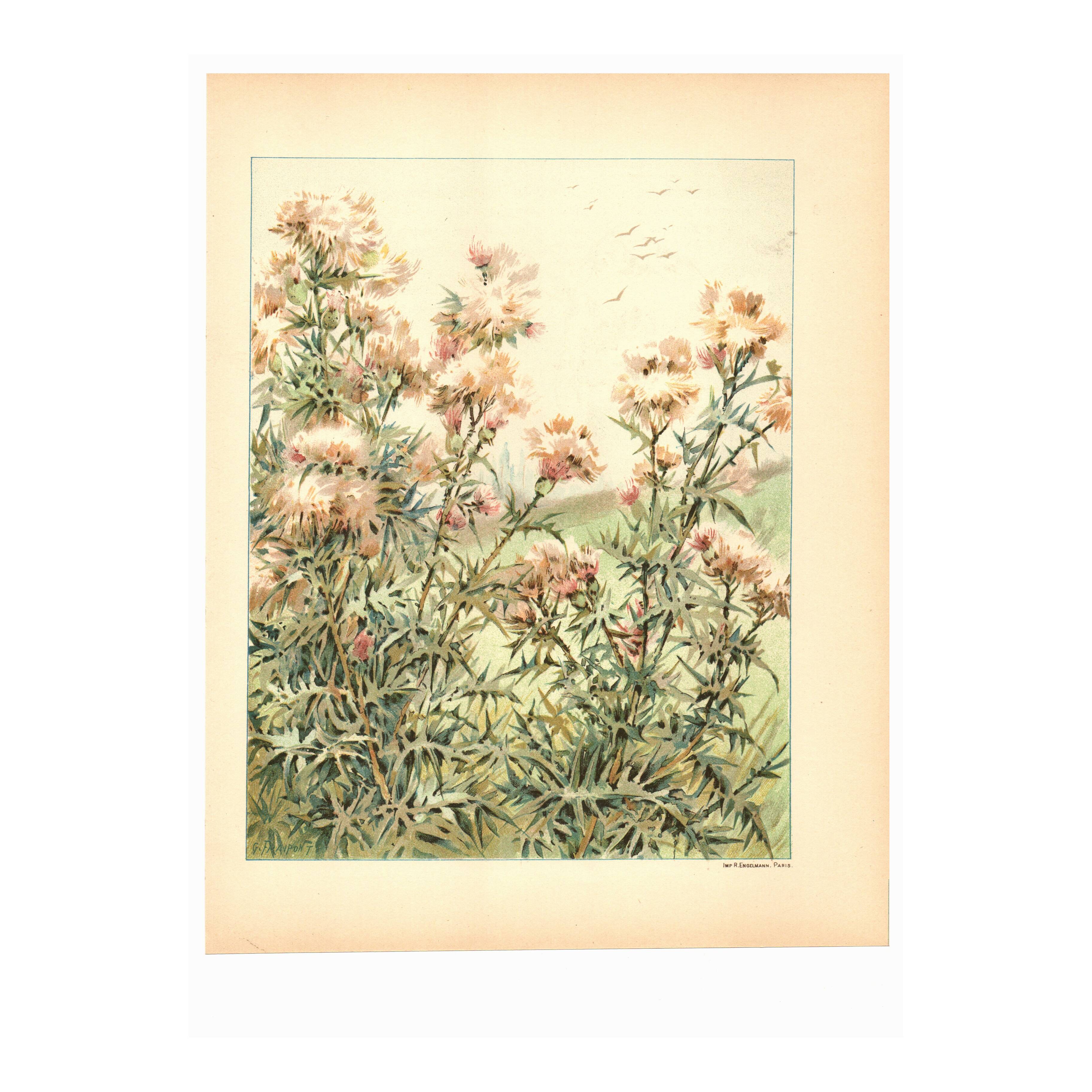Art Nouveau Engraving 1896 - Wild Thistles - by G. Fraipont - Botany