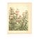 Art Nouveau Engraving 1896 - Wild Thistles - by G. Fraipont - Botany