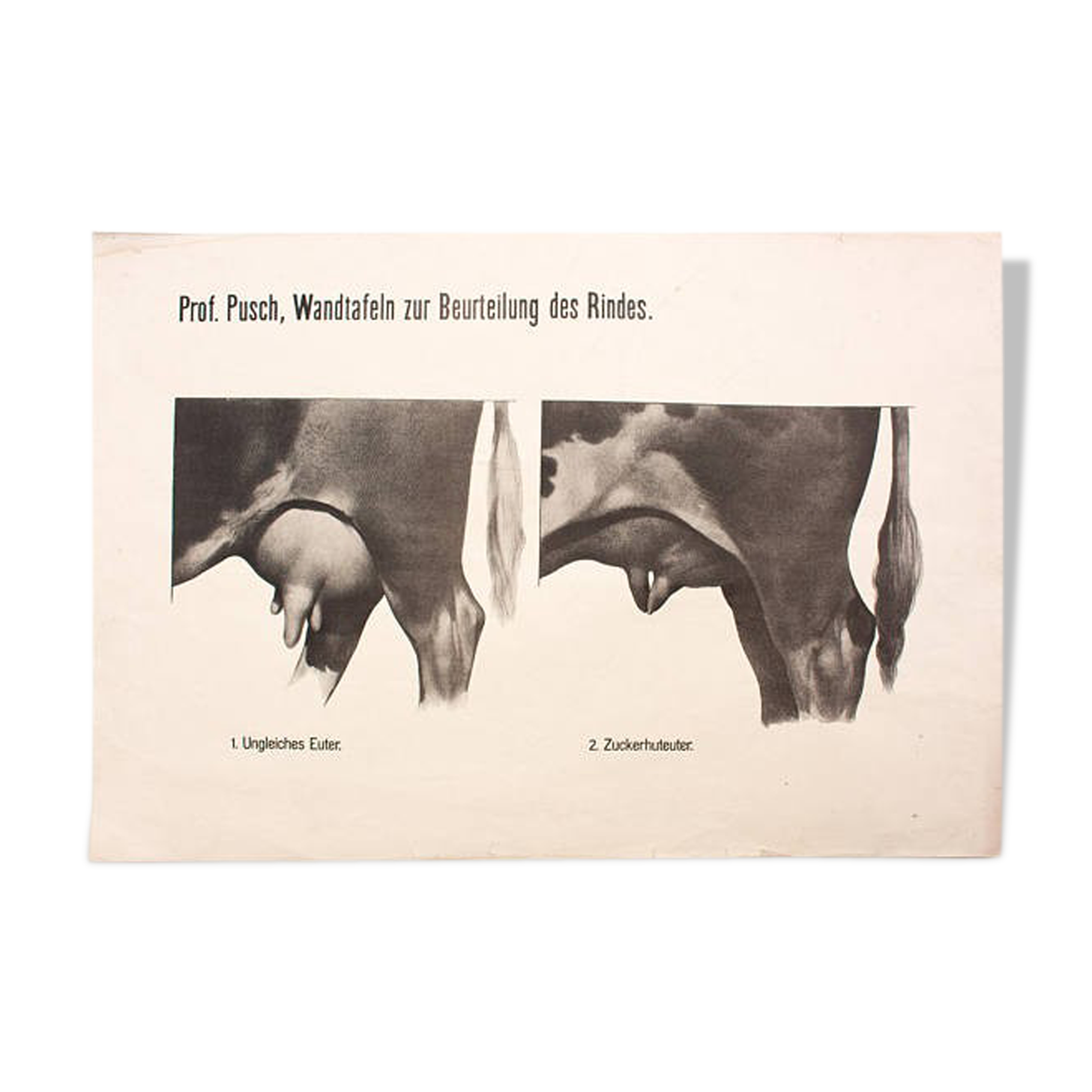 Poster by Dr. G Pusch, "Anatomy of Cows", 1901