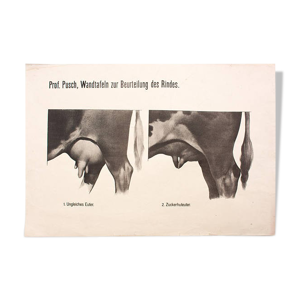 Affiche par Dr G Pusch, « Anatomie