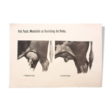 Poster by Dr. G Pusch, "Anatomy of Cows", 1901