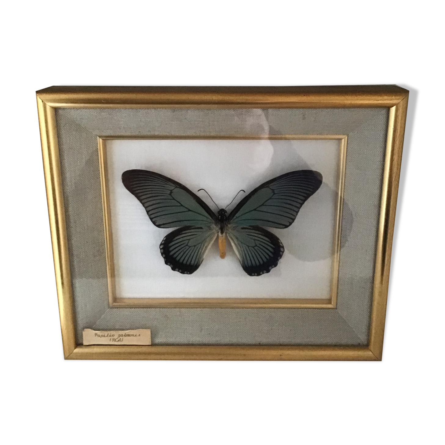 Naturalized butterfly frame