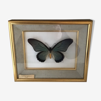 Naturalized butterfly frame