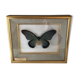 Naturalized butterfly frame