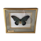Naturalized butterfly frame