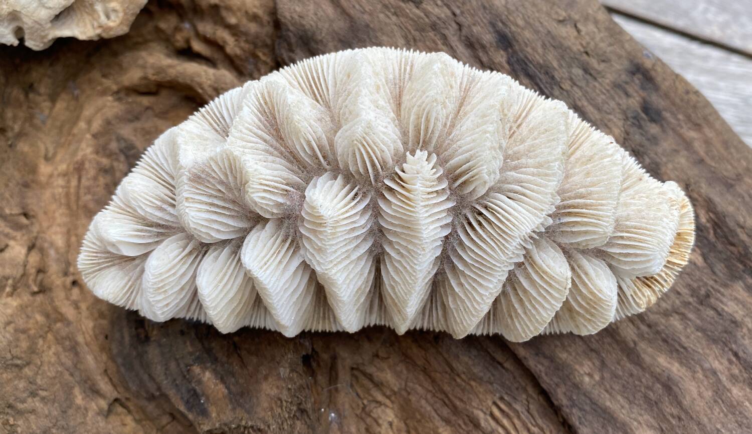 Original vintage coral