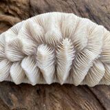 Original vintage coral