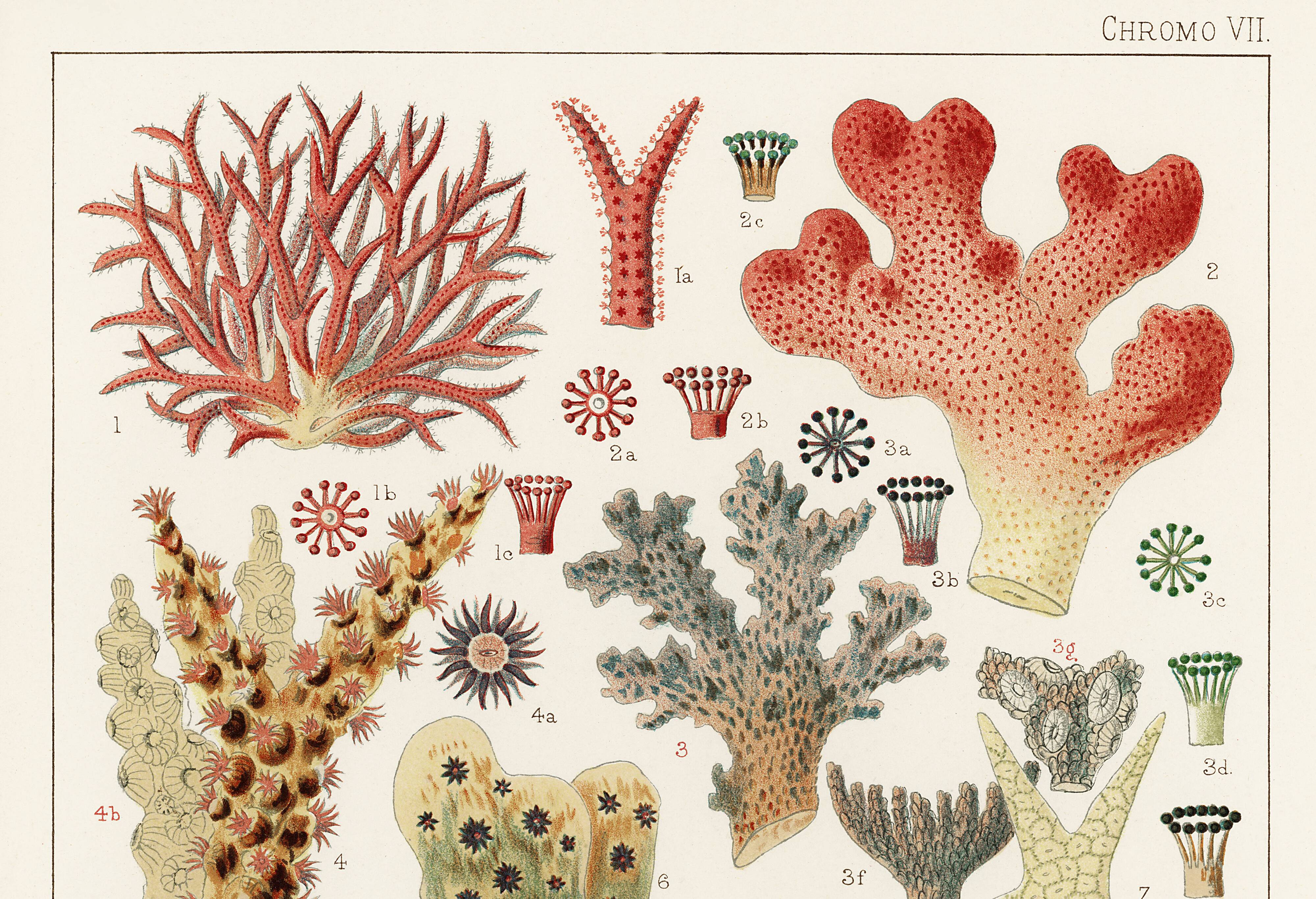 Poster for "The Corals of the Great Barrier Reef", 1893