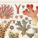 Poster for "The Corals of the Great Barrier Reef", 1893