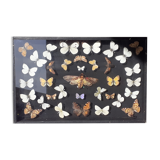 Collection d'une trentaine de magnifiques papillons naturalisés sous vitrine ouvrable