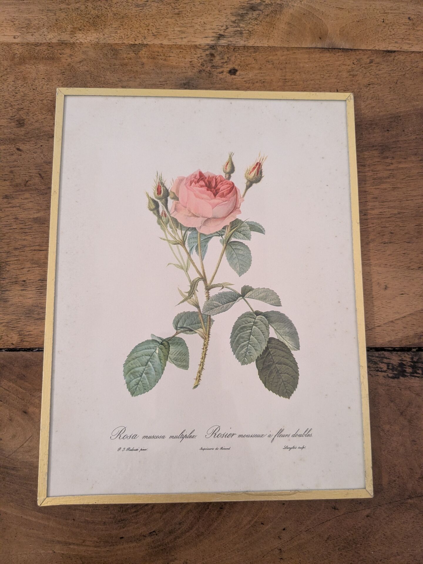 Framed lithograph of roses by P.J. Redouté