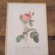 Framed lithograph of roses by P.J. Redouté