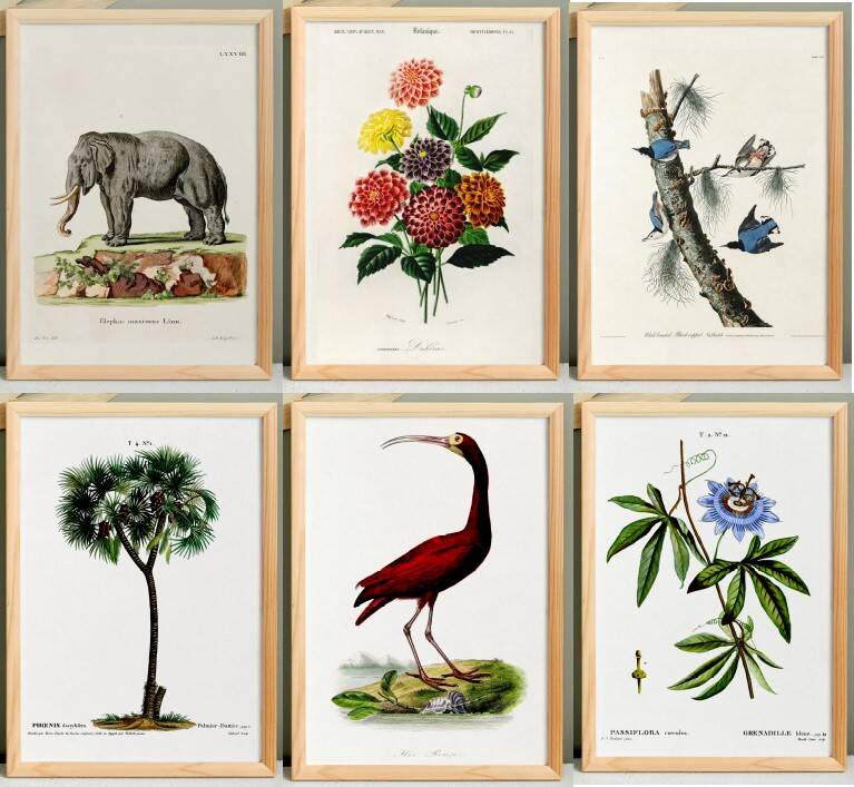 Set of 6 naturalist illustrations