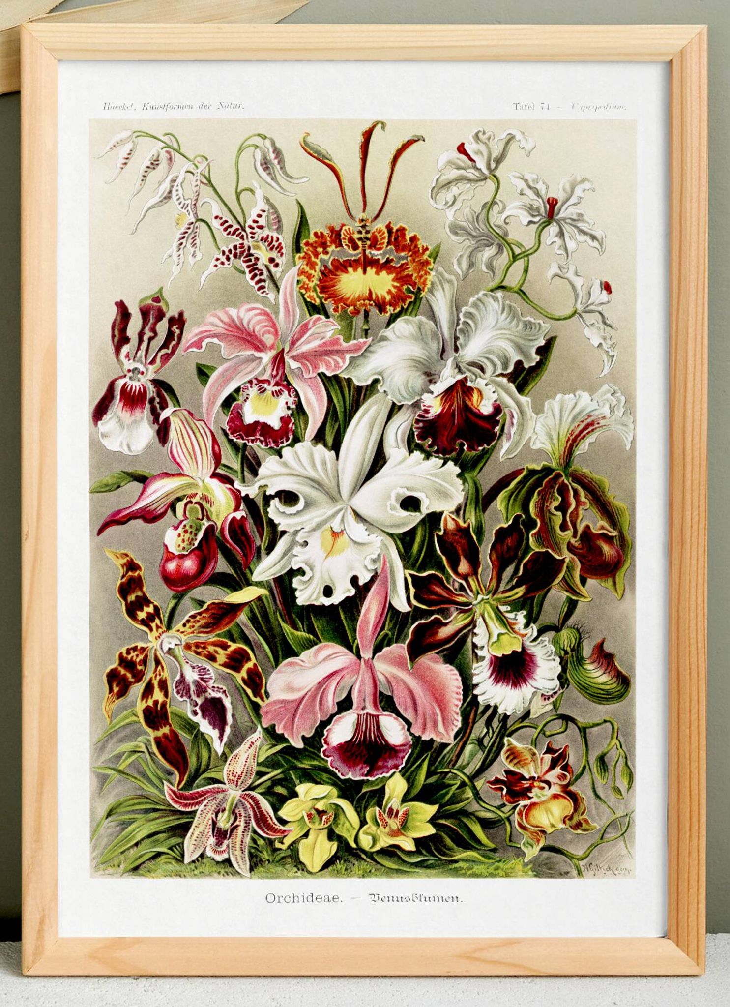 Poster about “orchids”, based on an old lithograph from 1904.