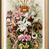 Poster about “orchids”, based on an old lithograph from 1904.