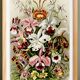 Poster about “orchids”, based on an old lithograph from 1904.