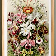 Poster about “orchids”, based on an old lithograph from 1904.