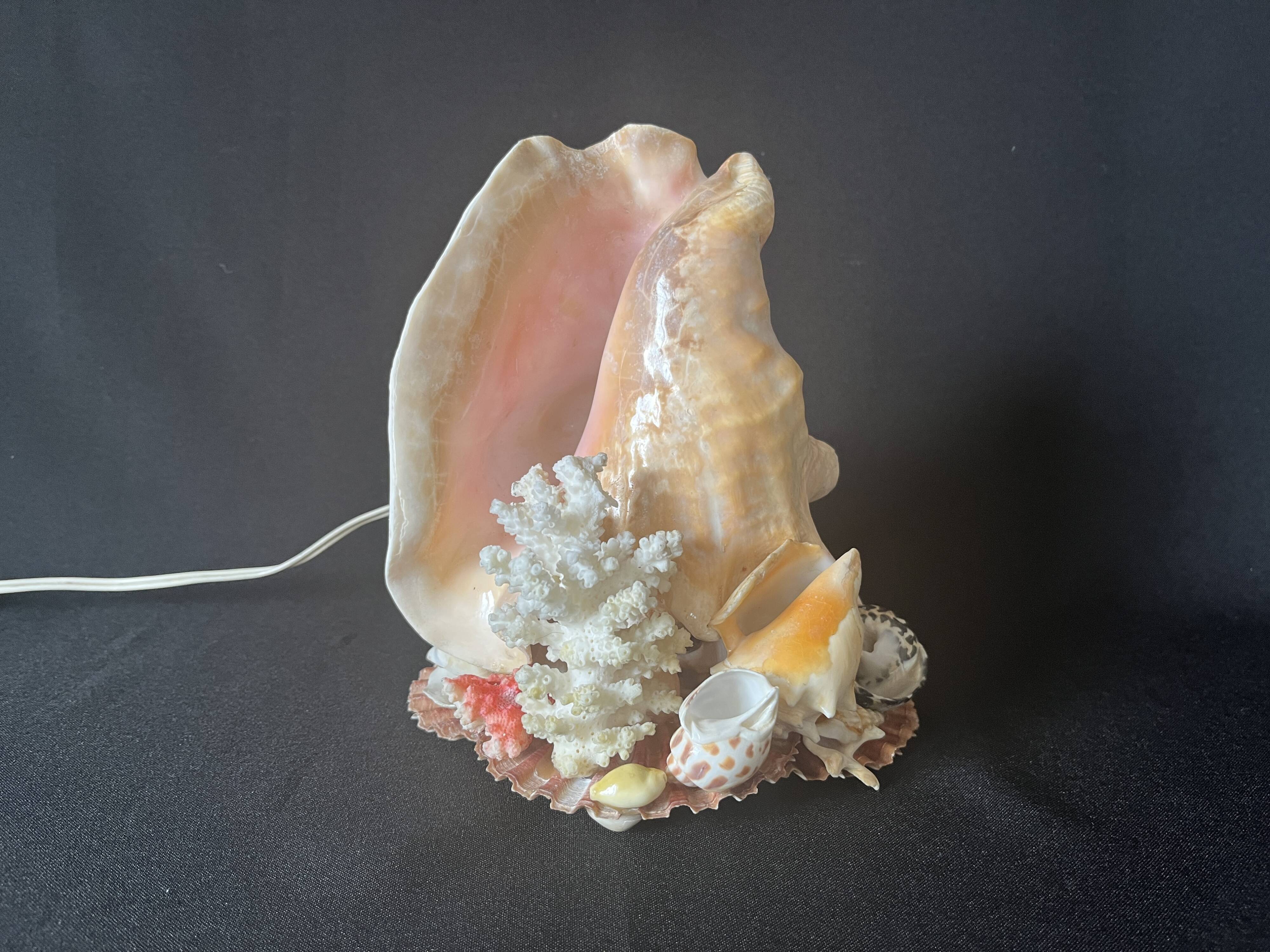 Lamp night light shell conch 1950 cabinet of curiosities seaside
