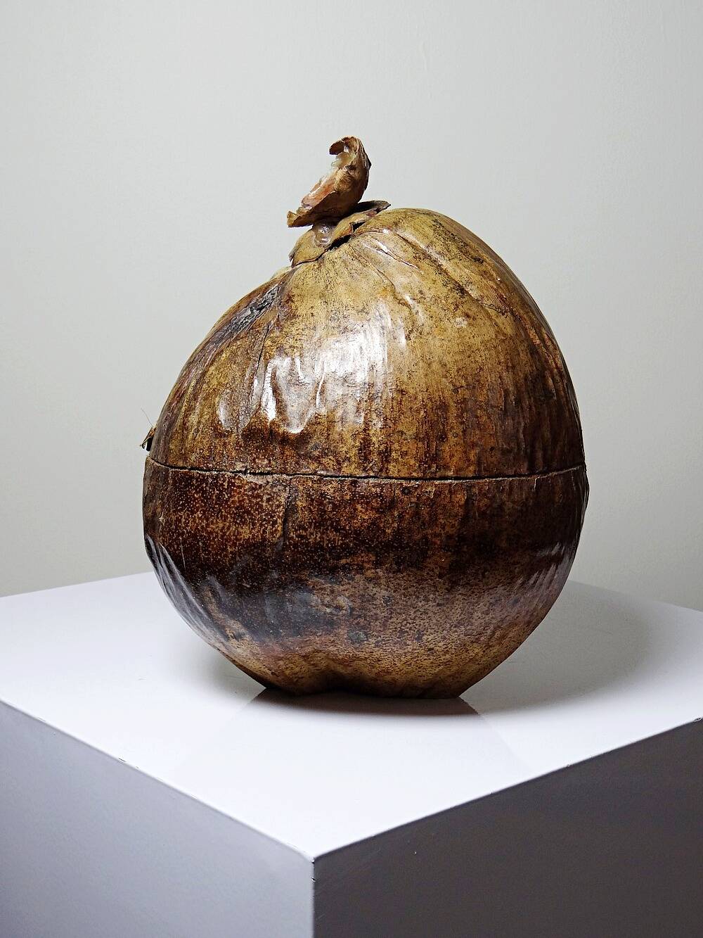 Large box/ice bucket curiosity Naturalised African Coconut vintage