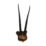Gazelle horns on wooden support