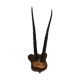 Gazelle horns on wooden support