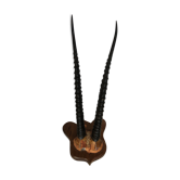 Gazelle horns on wooden support