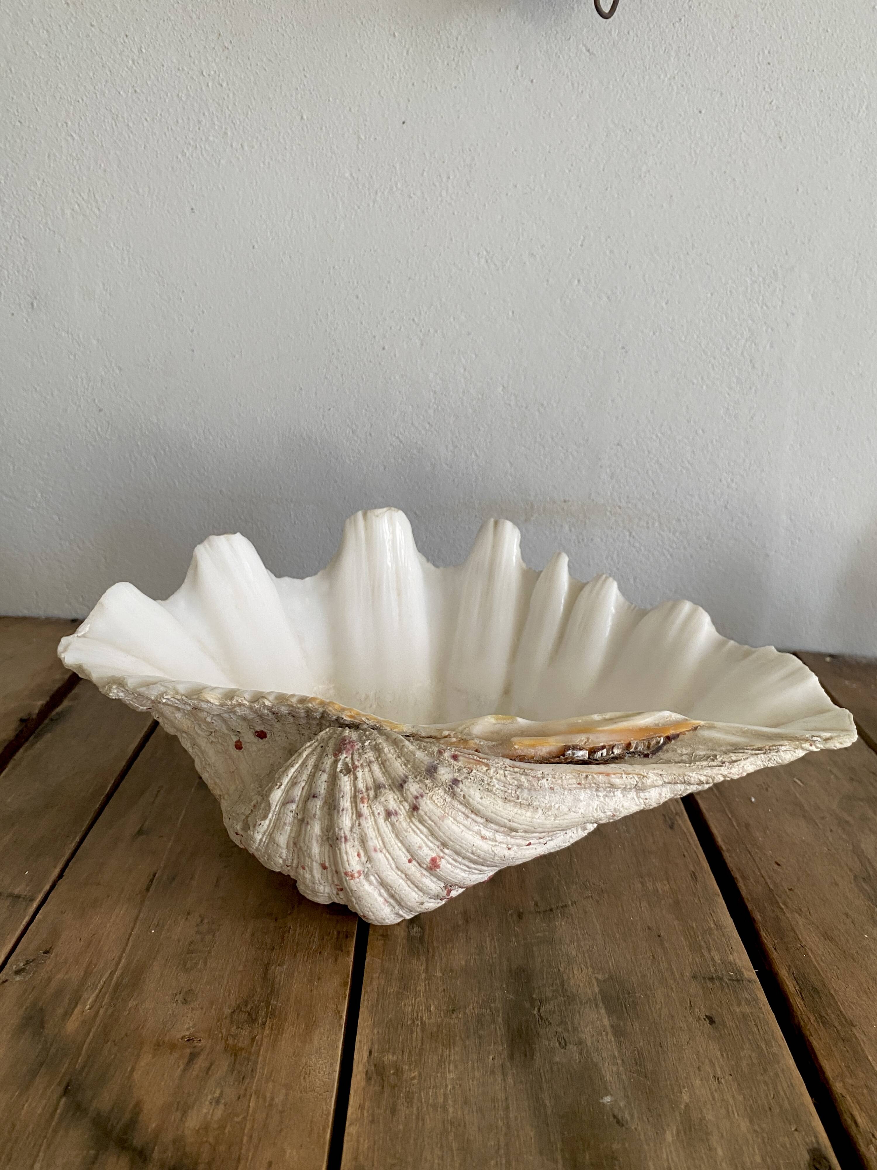 Bénitier shells, cabinet of curiosities