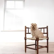 Antique Dutch oak corner chair with turned spindles and new rush seat