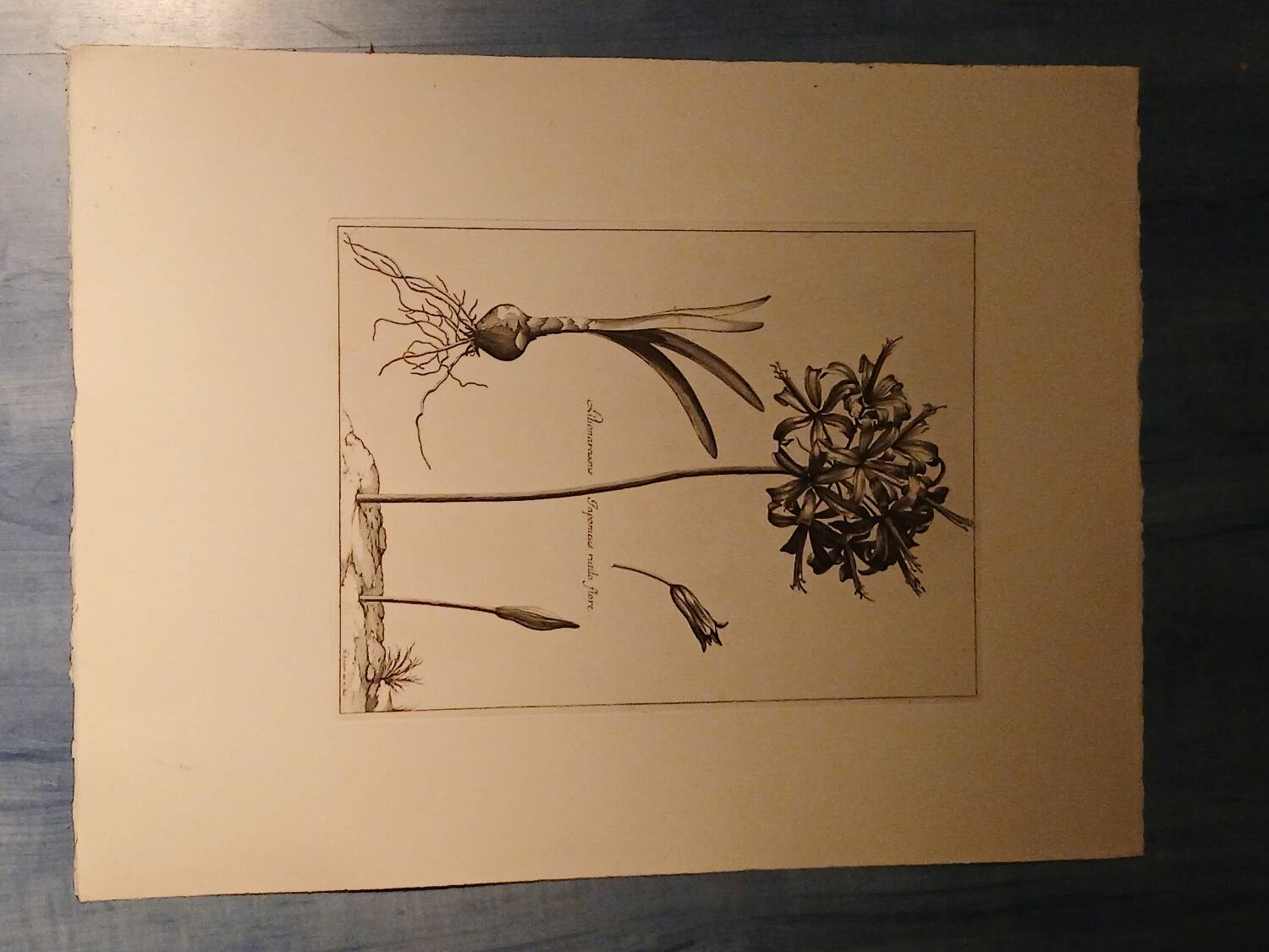 Rare Engraving XVII - Nicolas Robert (Painter to the King) - The Amaryllis Royal