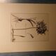 Rare Engraving XVII - Nicolas Robert (Painter to the King) - The Amaryllis Royal