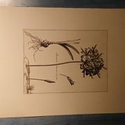 Rare Engraving XVII - Nicolas Robert (Painter to the King) - The Amaryllis Royal