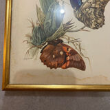 Planches zoologiques vintage -Papillons