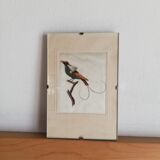 Bird setting
