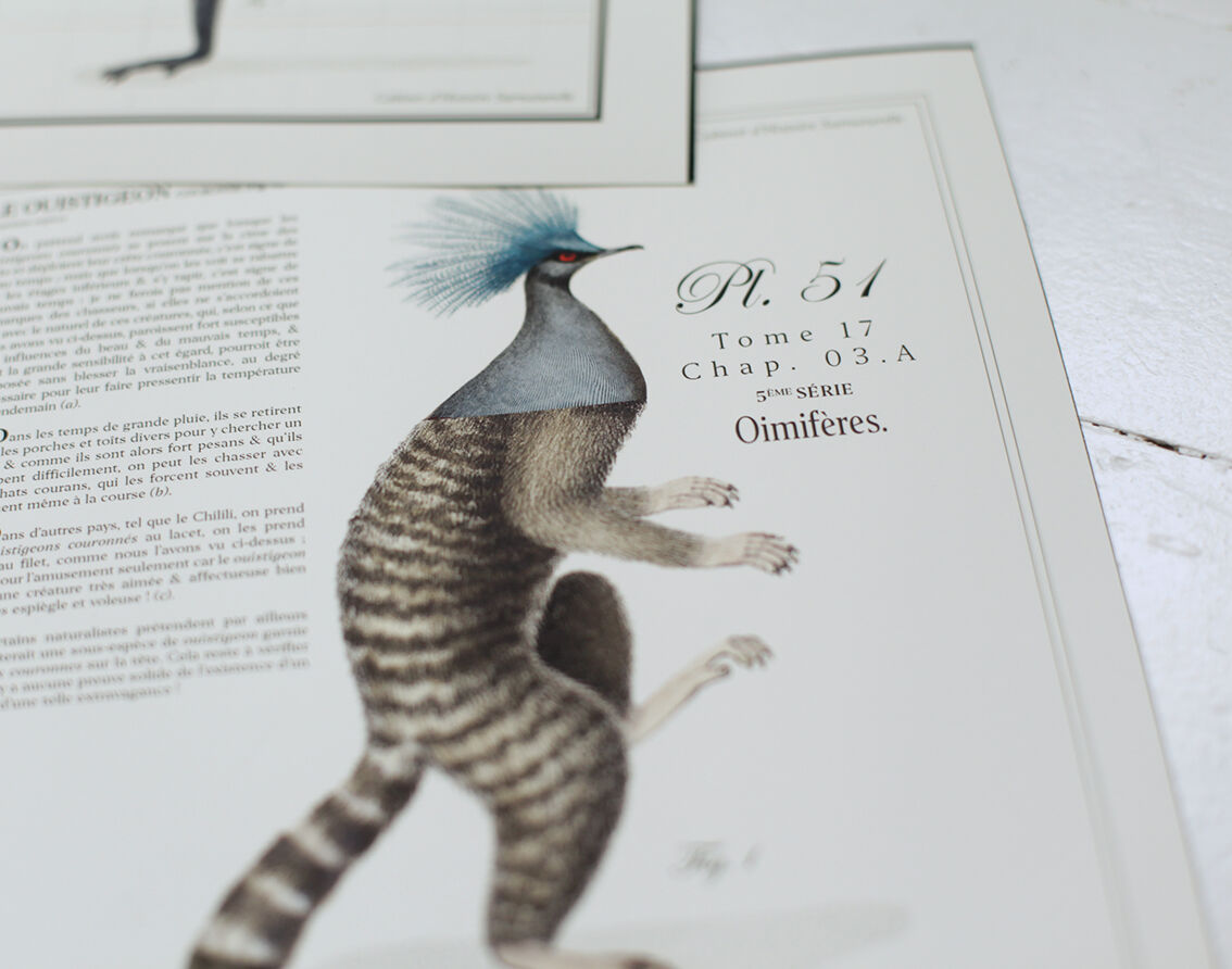 Chimera lithograph animal engraving - the pink flamoulpe